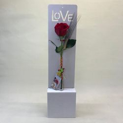 Rosa de Sant Jordi Love