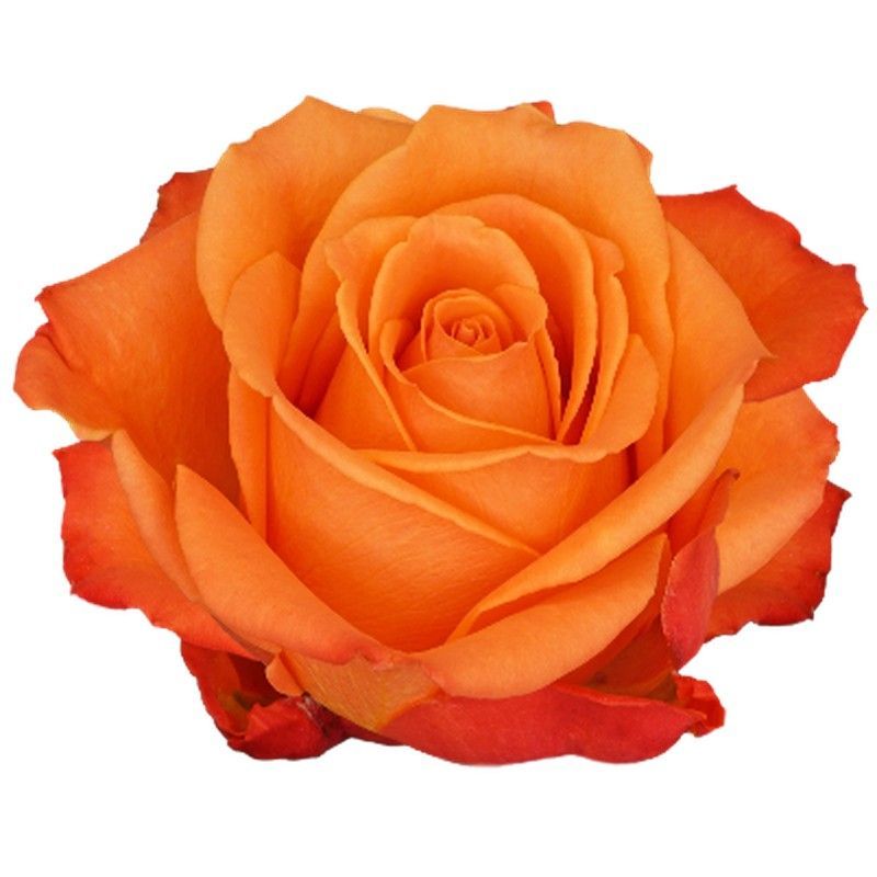 Rosa Orange Crush