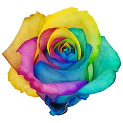 Rosa Rainbow teñida