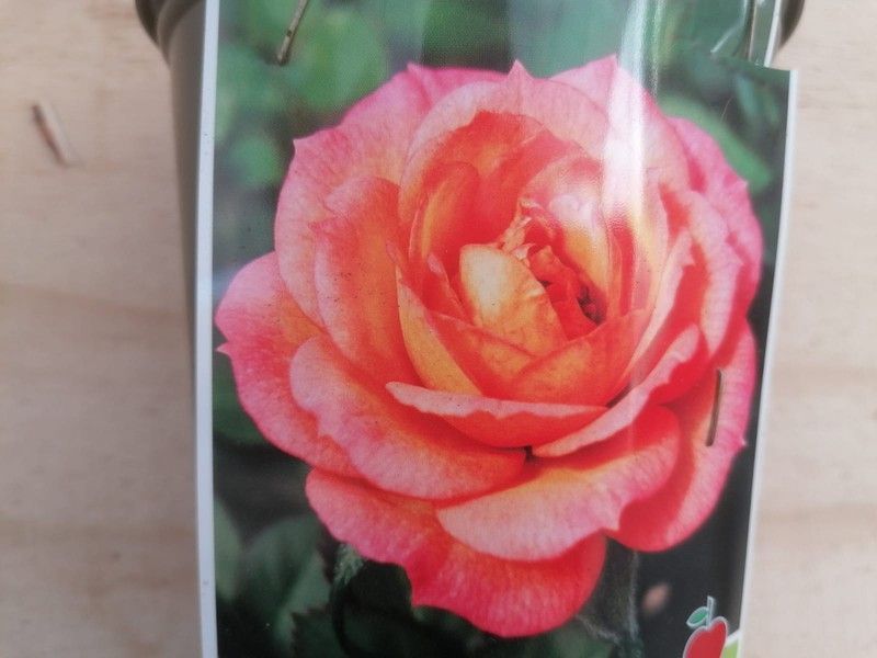 Rosal Adolf Horstman