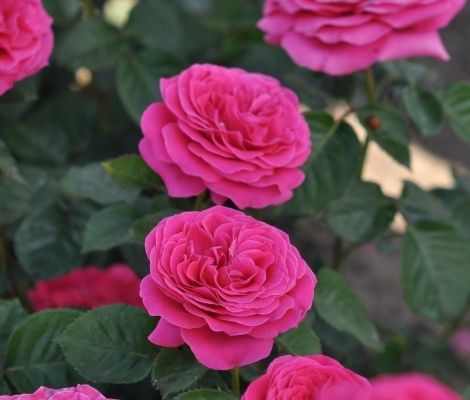 Rosal Alexia Frayla G