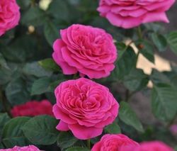 Rosal Alexia Frayla G