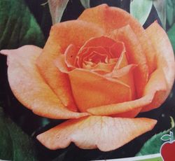 Rosal Betina naranja