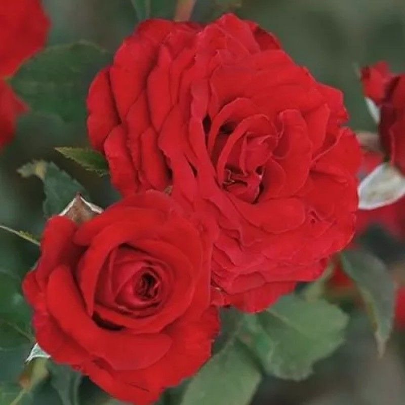 Rosal Carmine G