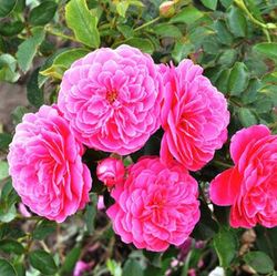 Rosal Comestible Raspberry