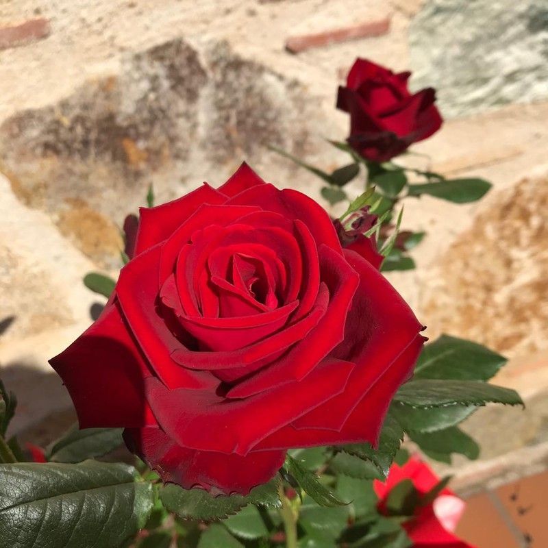 Rosal de Sant Jordi (Cultivo del Maresme)
