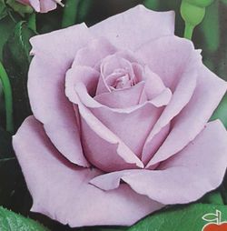 Rosal Lady X en maceta de 2L