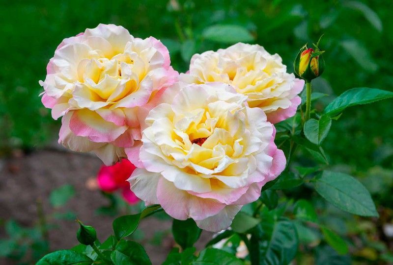 Rosal Mme A. Meilland, rosal bicolor