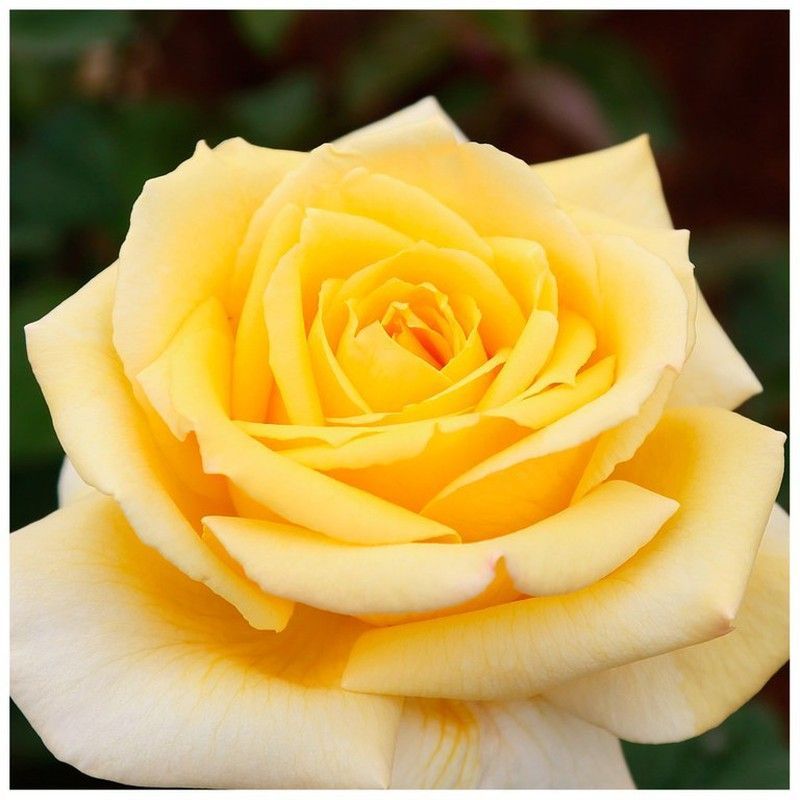 Rosal Nicolas Hulot Golden Perfumella