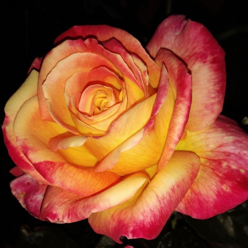 Rosal Oriental Peace