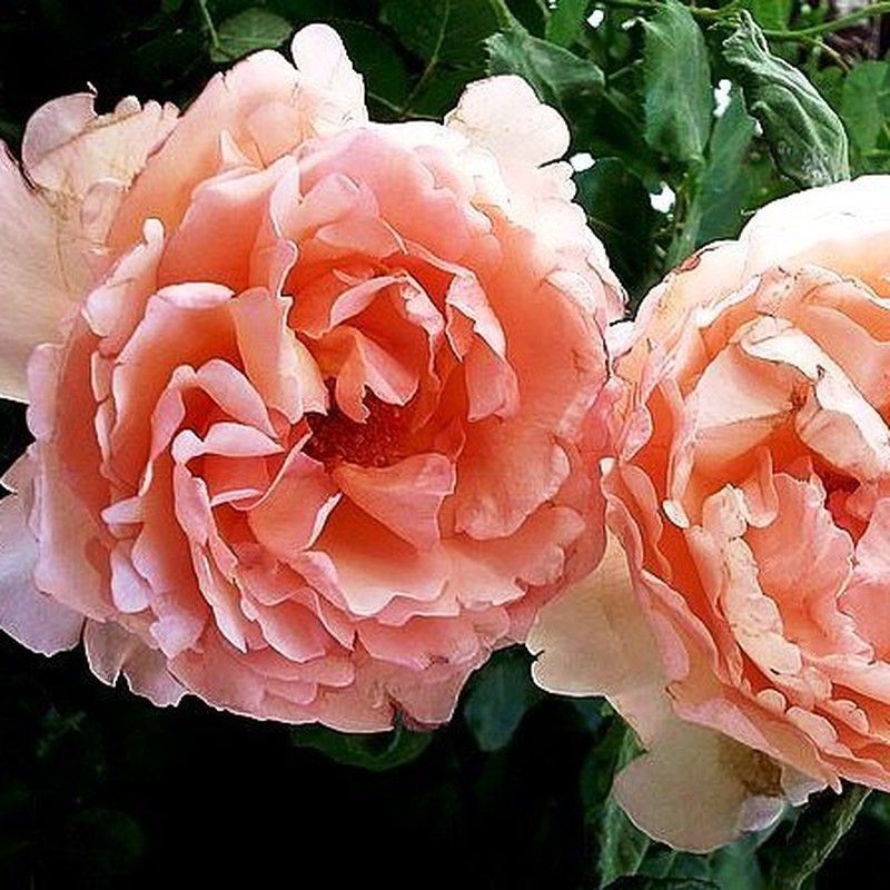 Rosal Princesse Charlene de Monaco