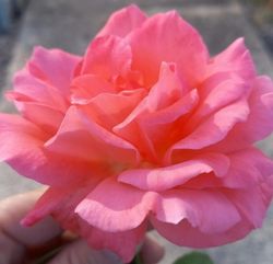 Rosal Romántica en maceta de 2L