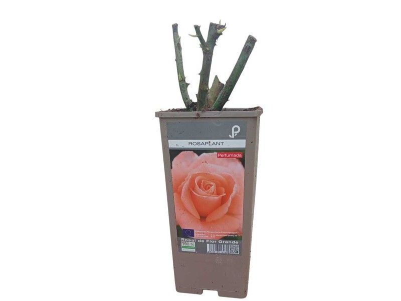 Rosal Rosaplant