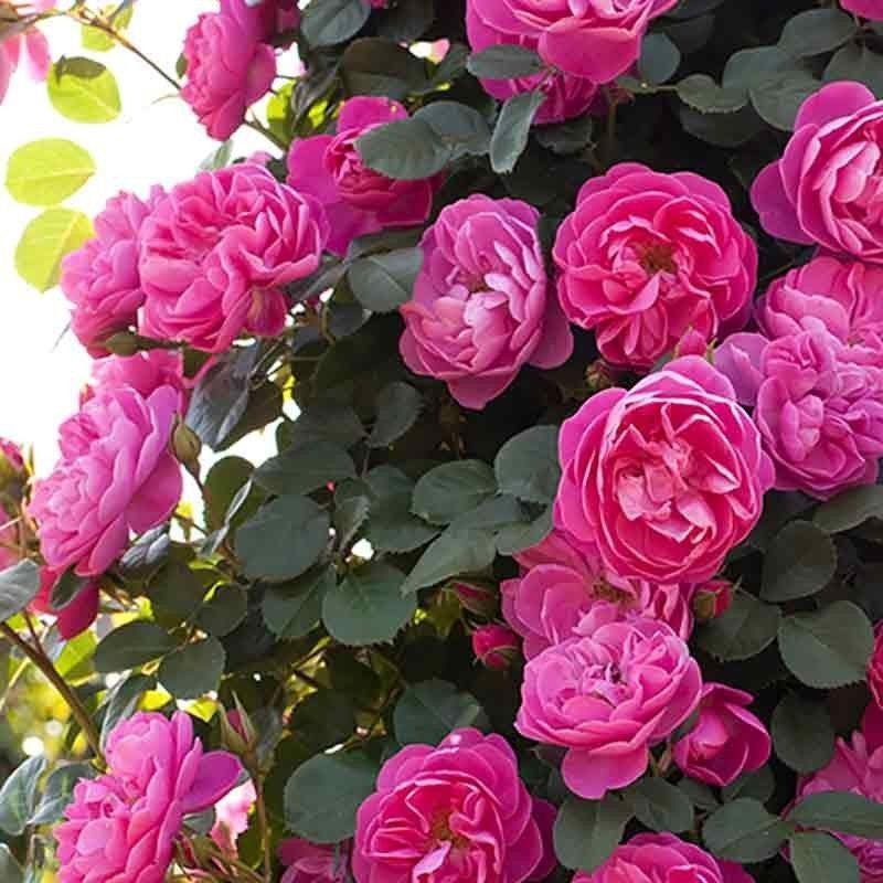 Rosal Trepador Allegro 2010 Perfumado