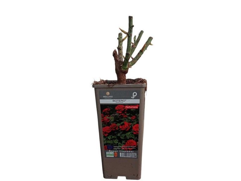 Rosal trepador Botero