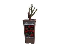 Rosal trepador Botero