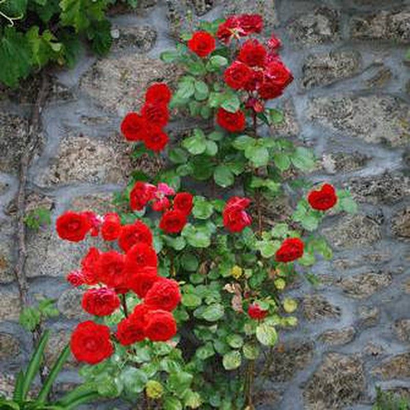 Rosal Trepador Carmen