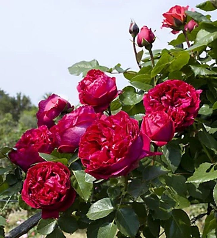 Rosal Trepador Eric Tabarly Perfumado "Rouge Pierre de Ronsard"