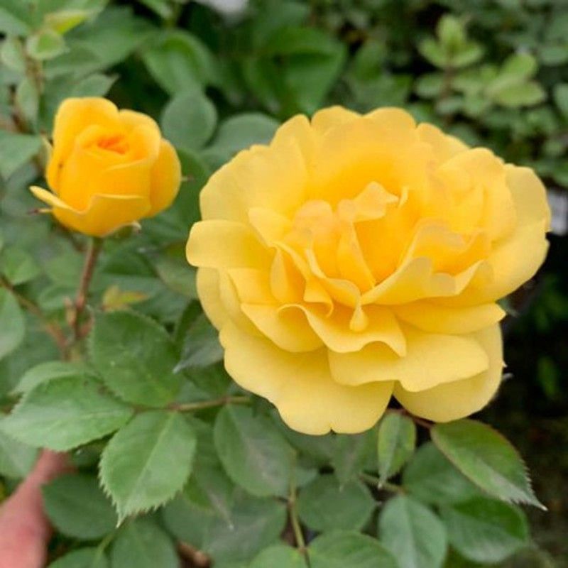 Rosal Trepador Golden Pareo Perfumado Meipiyou