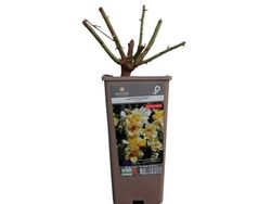 Rosal trepador Happiness