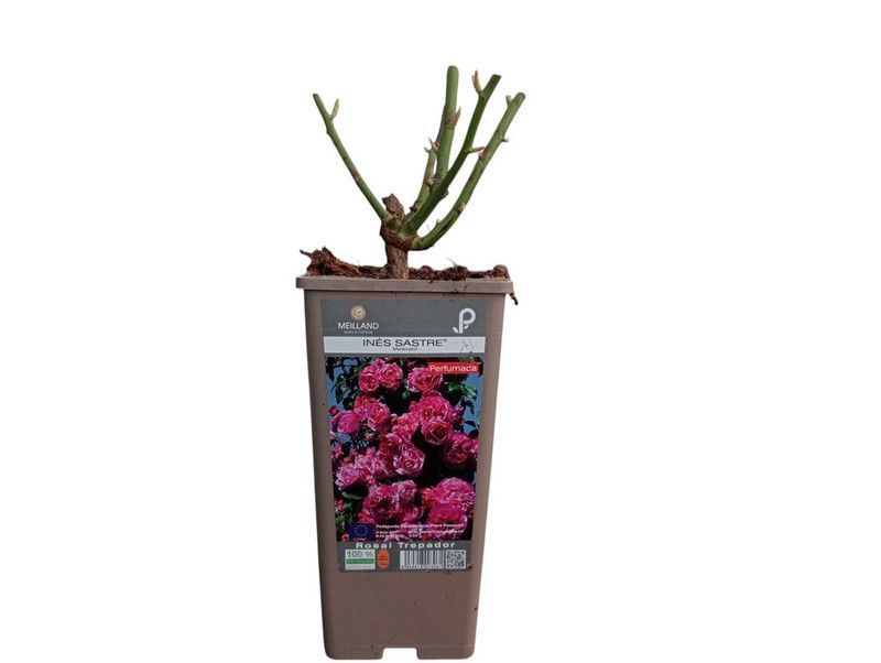 Rosal trepador Ines Sastre