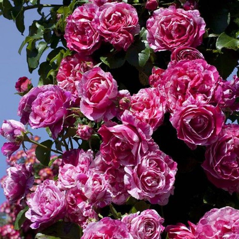 Rosal Trepador Inés Sastre