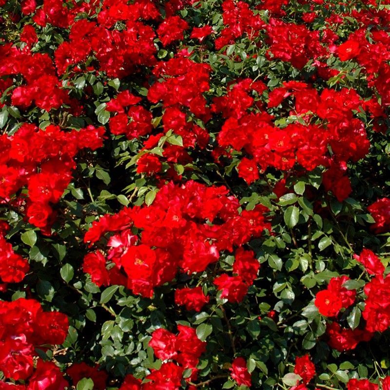 Rosal Trepador La Sevillana B