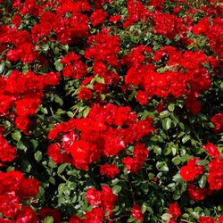 Rosal Trepador La Sevillana B