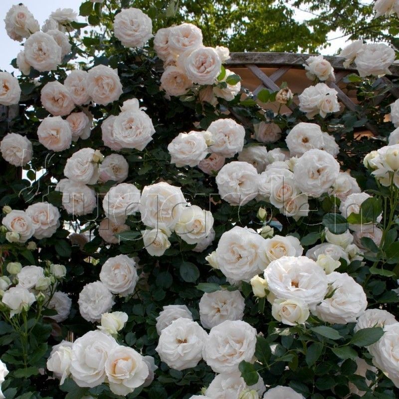 Rosal Trepador Palais Royal Perfumado