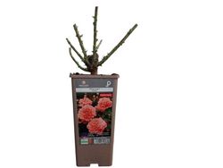 Rosal trepador Polka