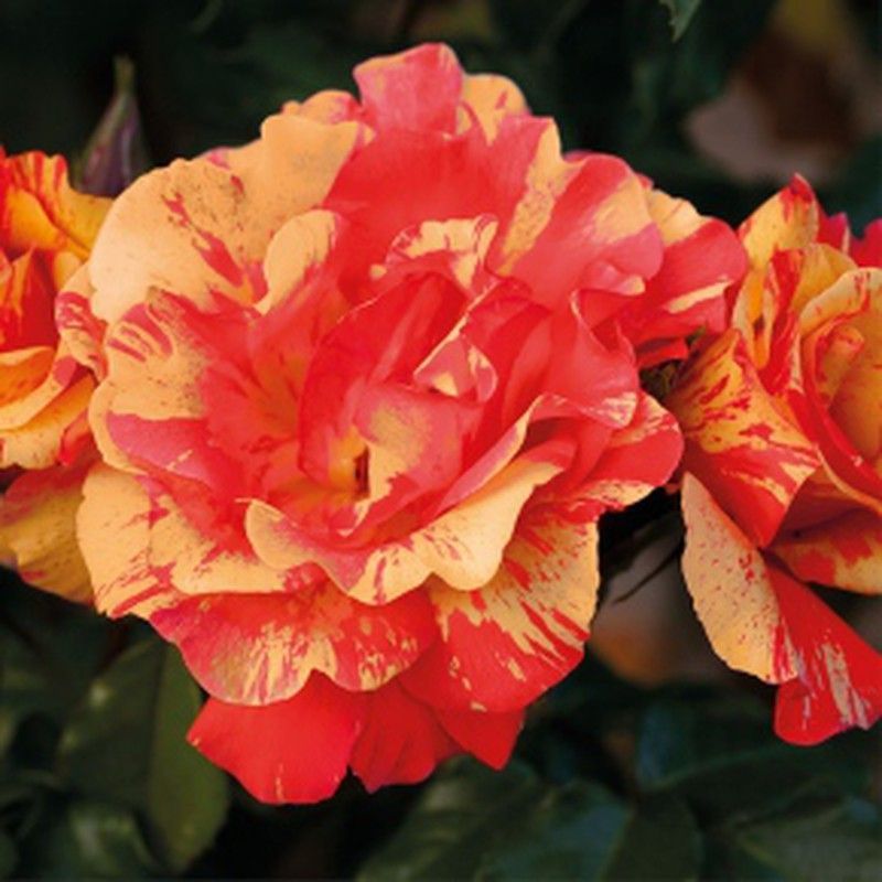 Rosal Trepador Sorbet Fruité Perfumado