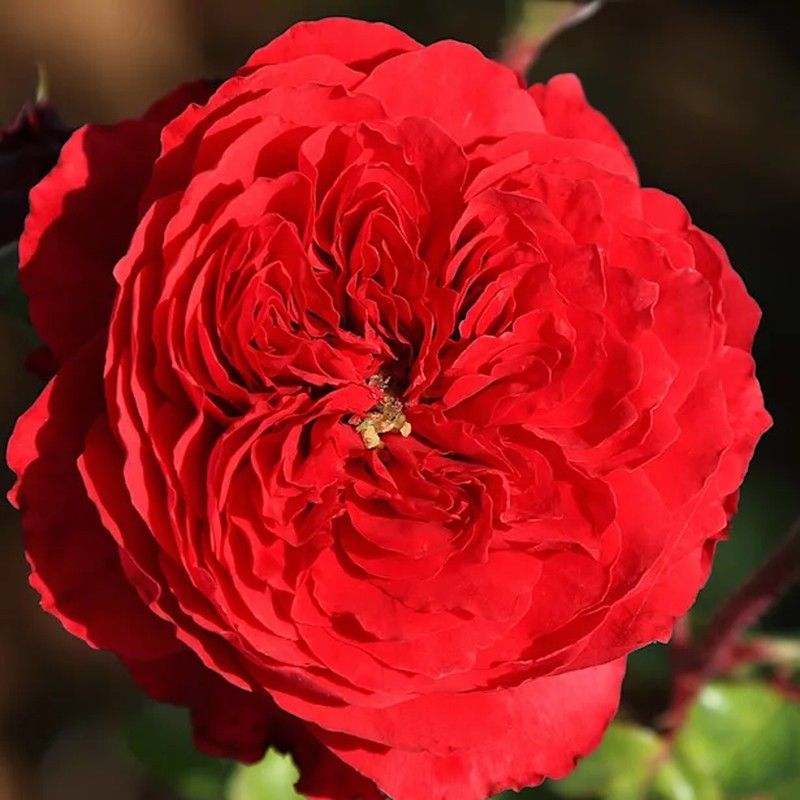 Rosales Alain Souchon