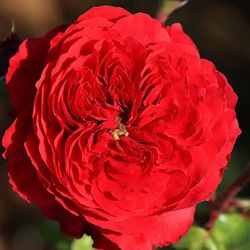 Rosales Alain Souchon