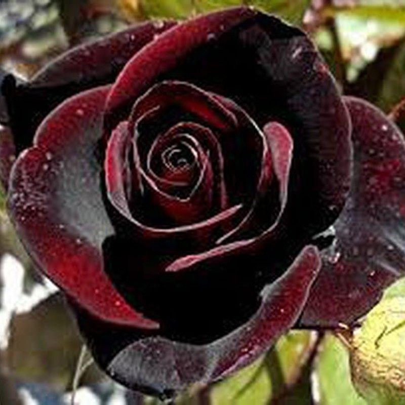 Rosales Black Baccara