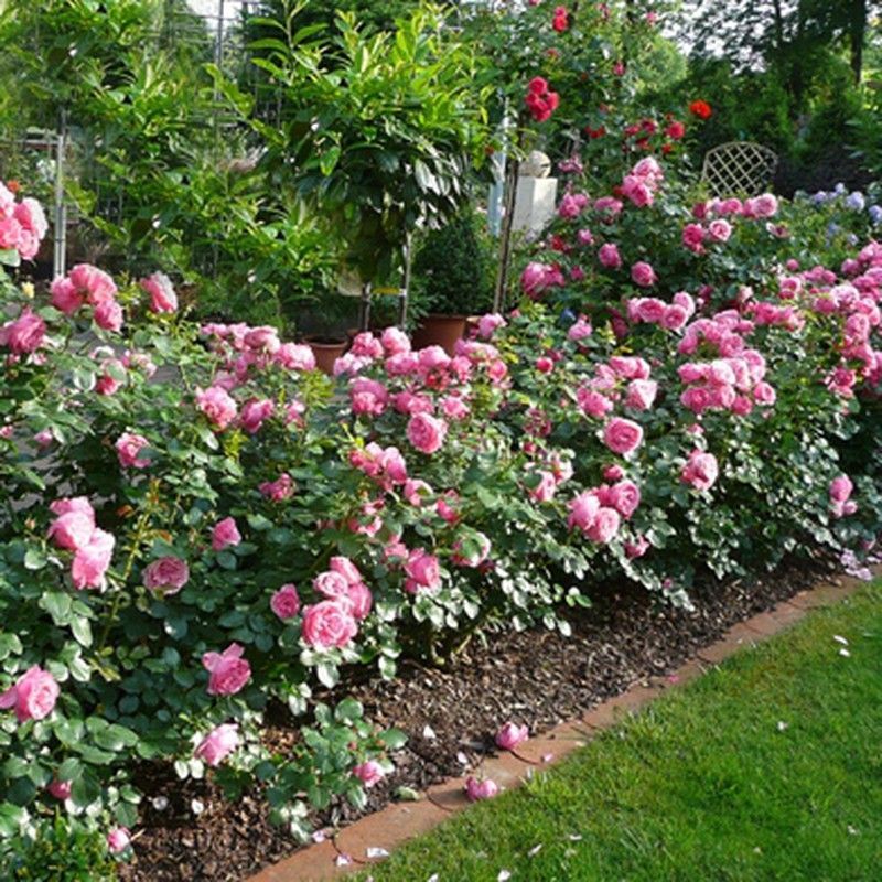 Rosales David Austin Excellence Paisajísticos