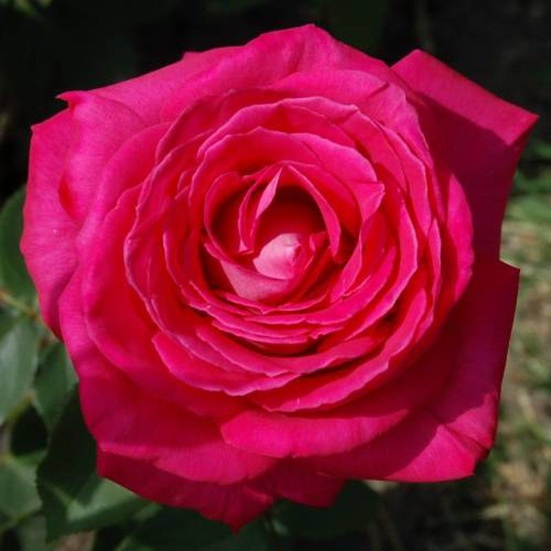 Rosales Lolita Lempicka