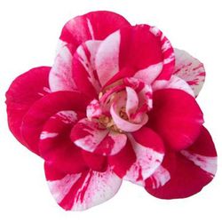 Rosales Mini Party (16 uds.)