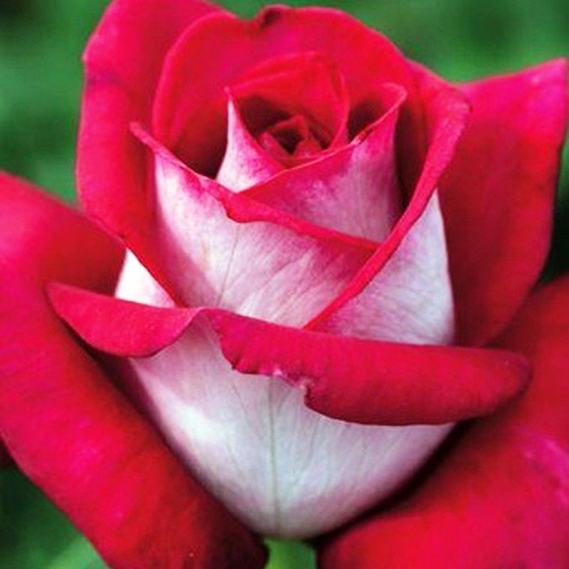 Rosales Monica Bellucci