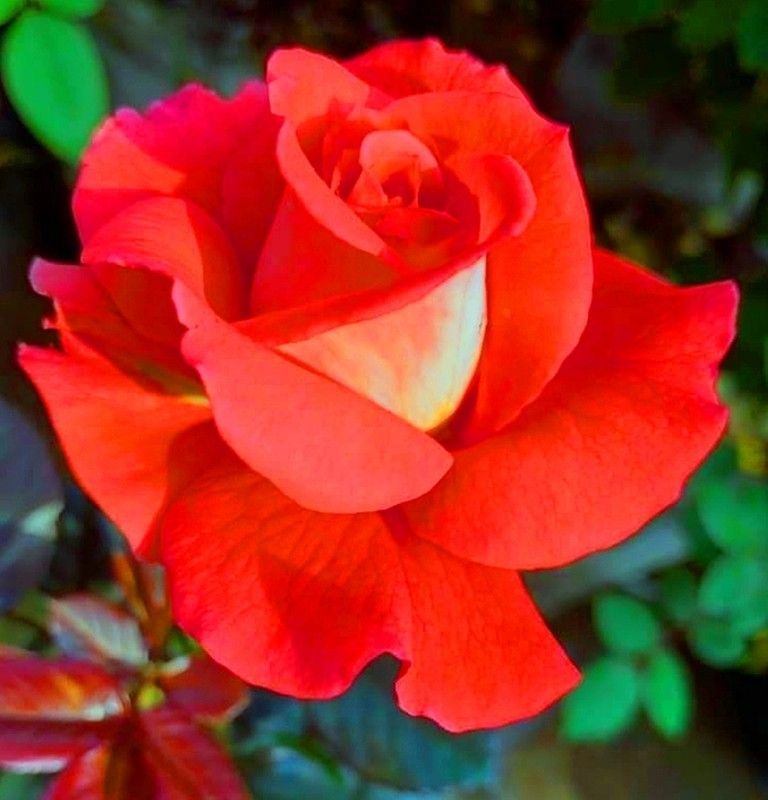 Rosales Orange Perfumada G