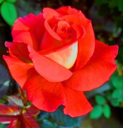 Rosales Orange Perfumada G