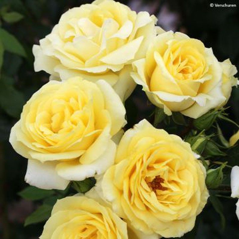 Rosales Paisajisticos