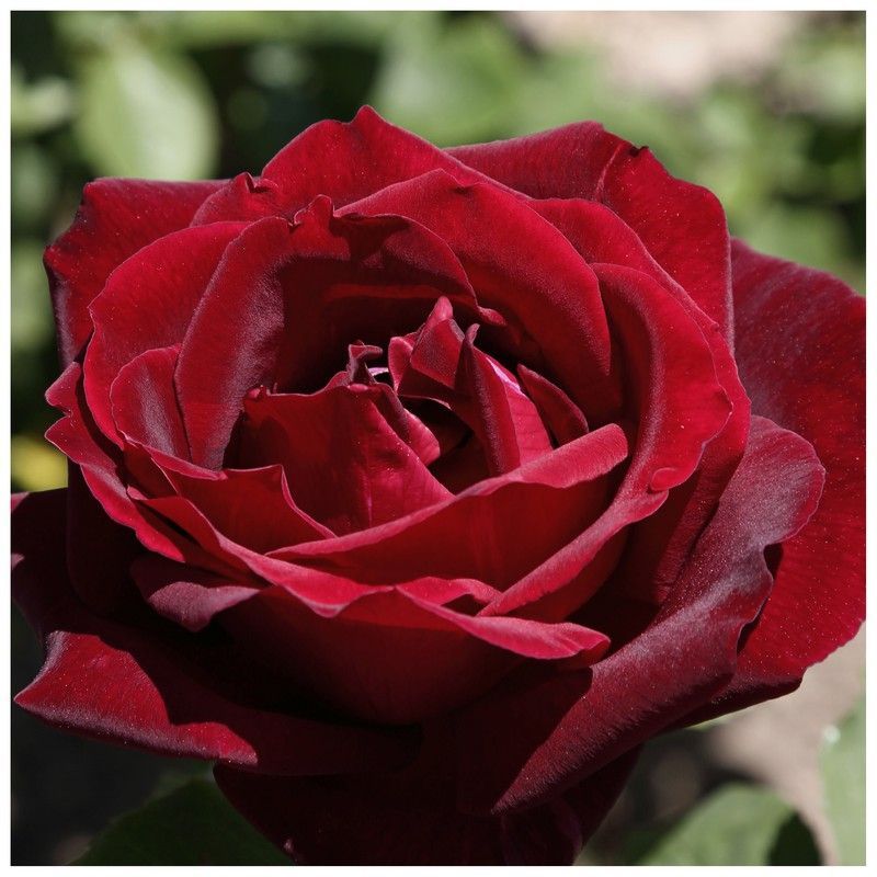 Rosales Papa Meilland