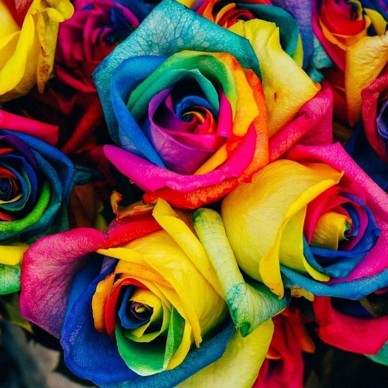 Rosas Arco Iris (Rainbow)