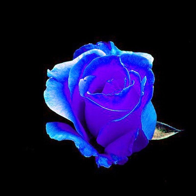 Rosas Azules