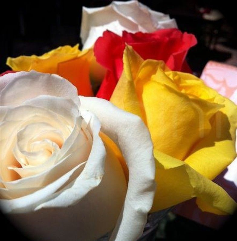 Rosas Colores