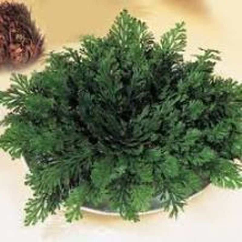 Rosas de Jericó Pack de 6