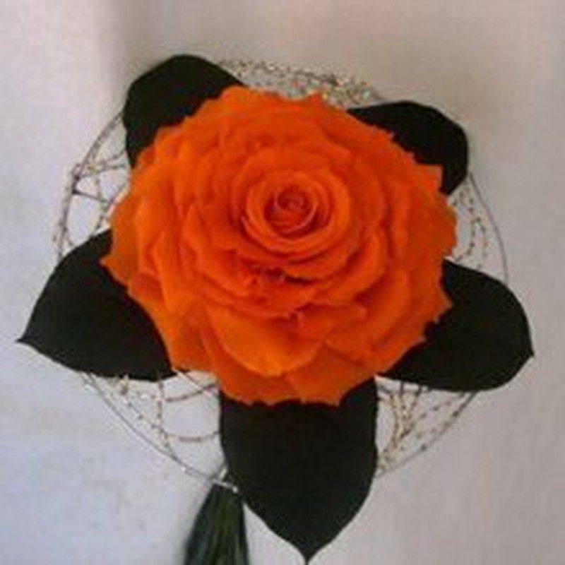 Rosmelia Naranja preservada