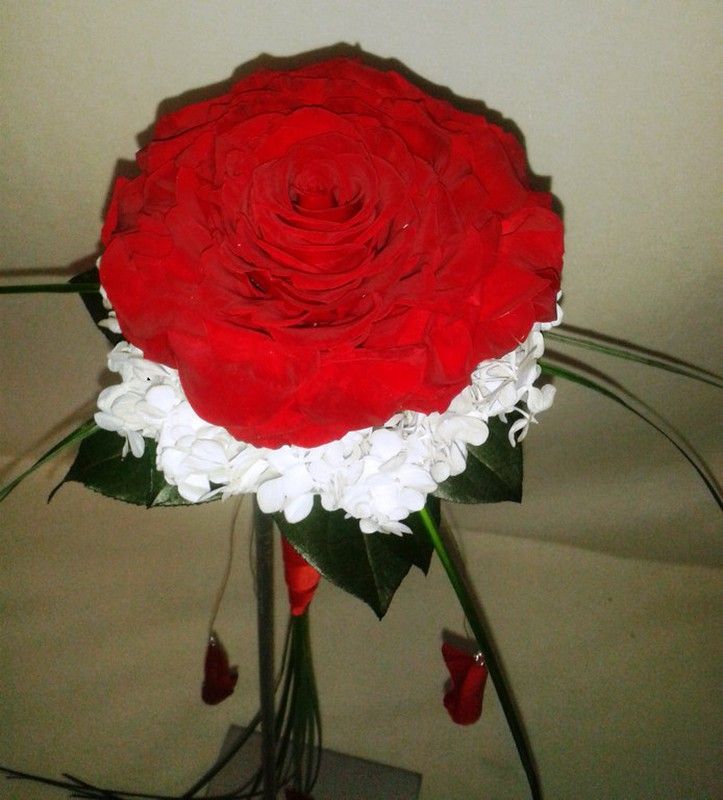 Rosmelia Roja en Cascada Preservada