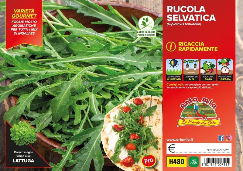 Rucula Silvestre 6 Plantas en Pack