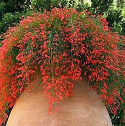 Russelia  caja 6 uds.